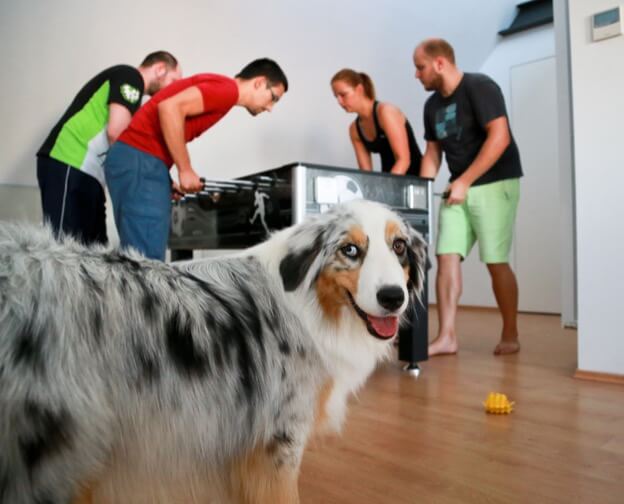 Kinsta team playing foosball with Daisy the dog